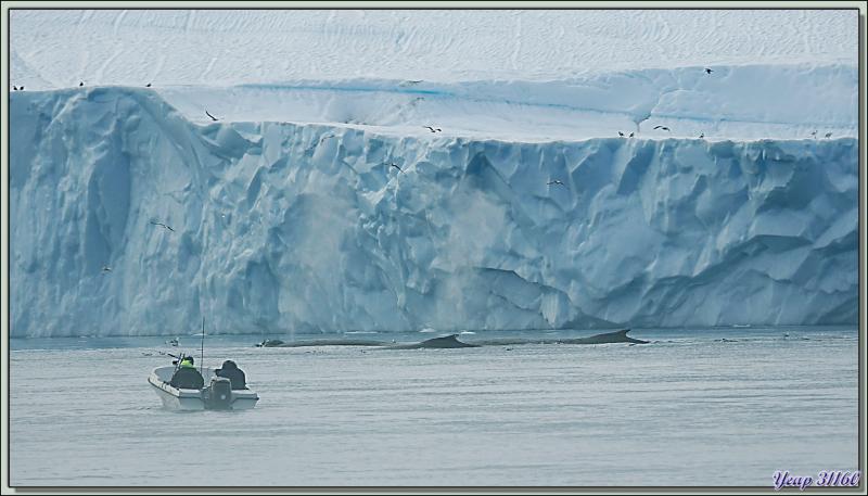 Plusieurs baleines à bosses (mégaptères) font des va-et-vient le long des icebergs - Baie de Disko - Groenland