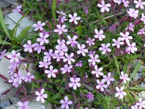 Fleurs du Champsaur (2)