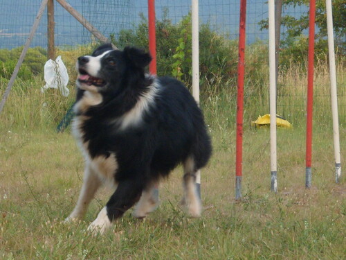 nos cours d'agility en images