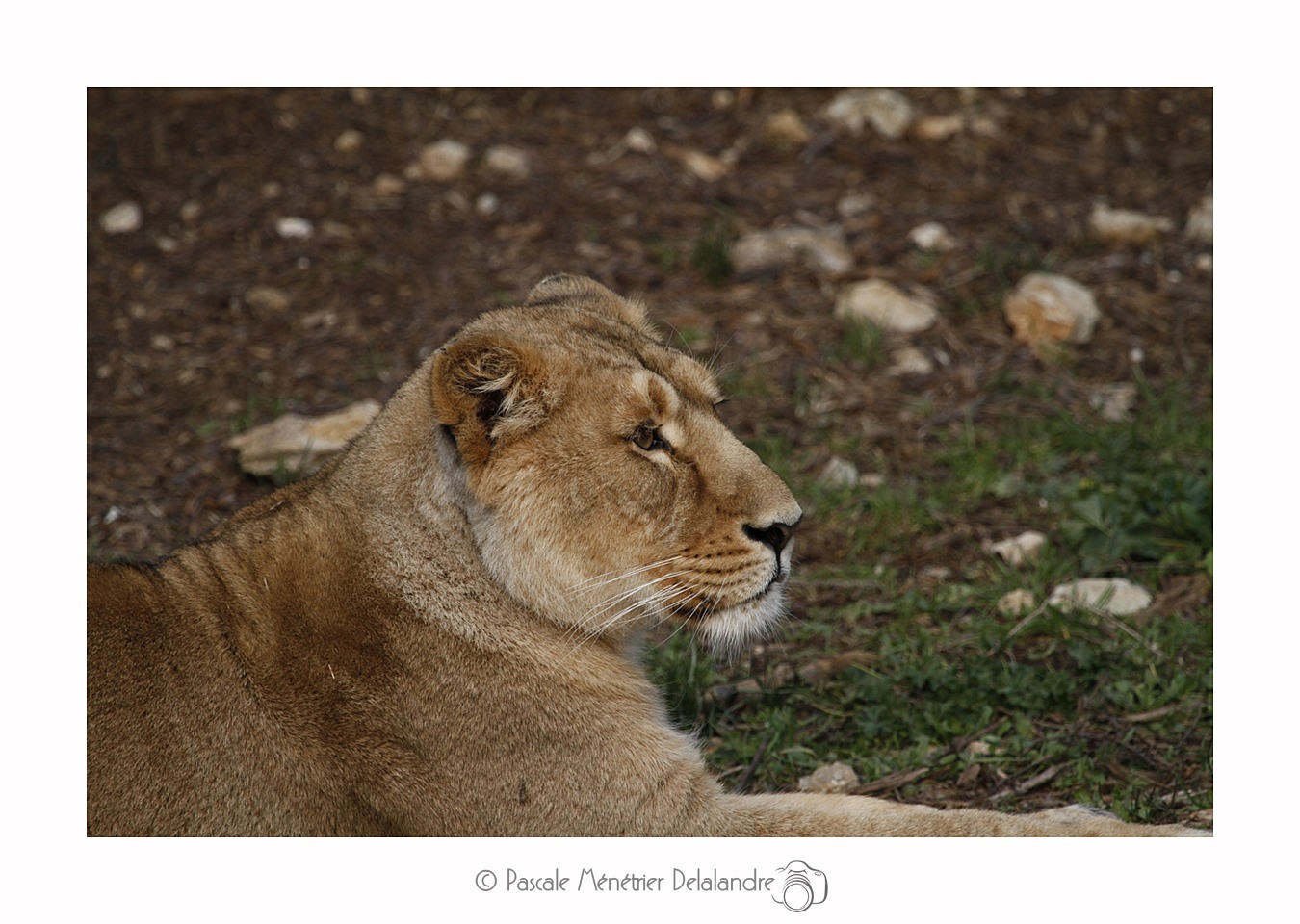 Lionne d'Asie (Panthera leo persica ou Panthera leo sinhaleyus)
