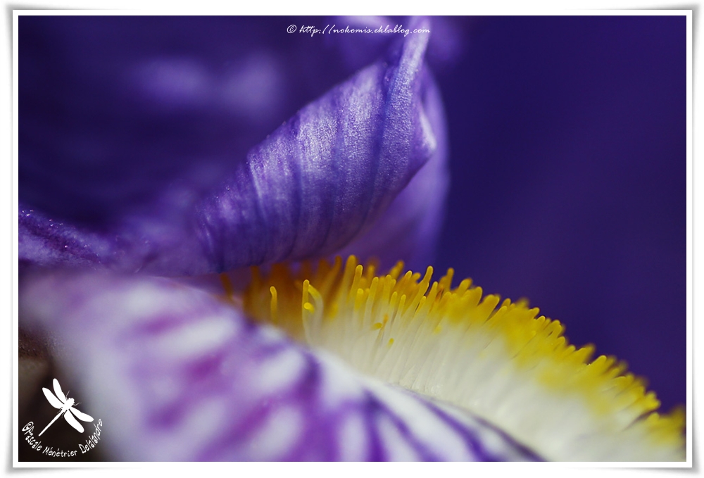Iris