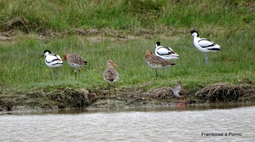 Virée dans le marais breton - Mars 2022