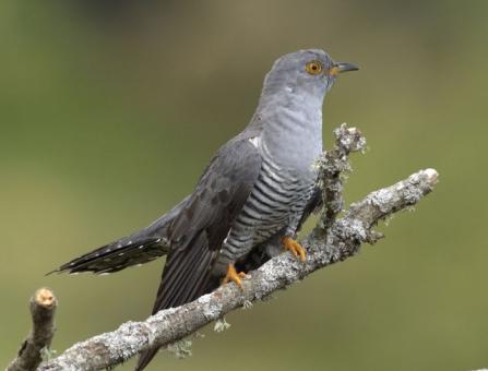 Photo Oiseau Coucou Gris • Les plus belles photos par Bonjour Nature |  Coucou gris, Oiseaux migrateurs, Photo oiseau