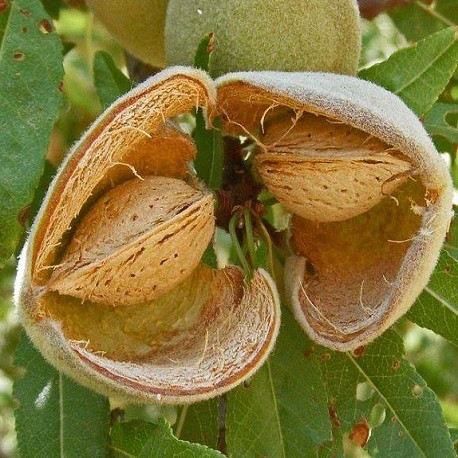 Arbre fruitier : Amandier