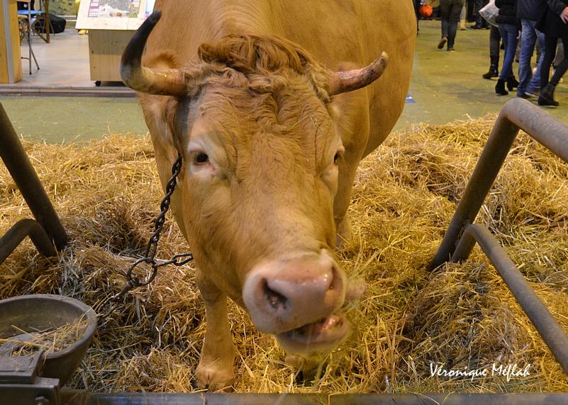 Salon International de l'Agriculture : La Tarentaise et la Bretonne Pie Noire