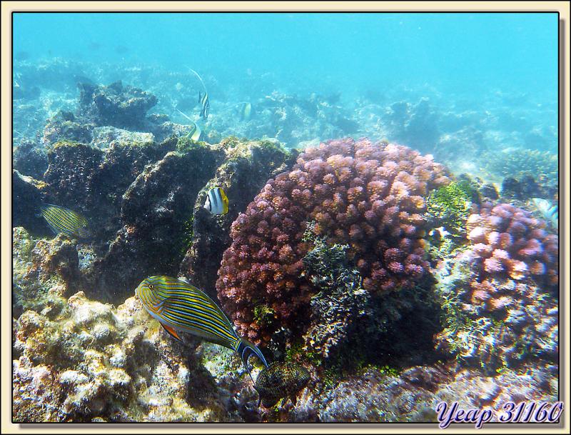Chirurgien zèbre (Acanthurus lineatus) - Atoll de Fakarava - Tuamotu - Polynésie française
