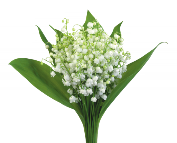 Muguet png