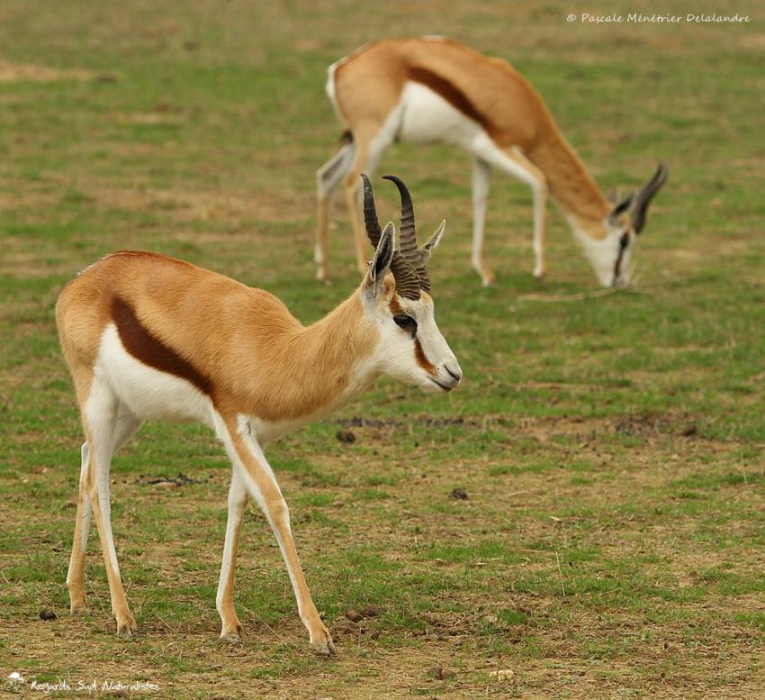 Springboks