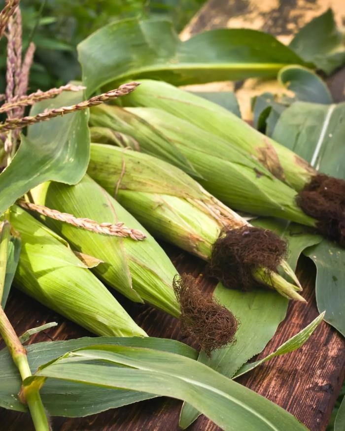 Légumes du mois de Juillet