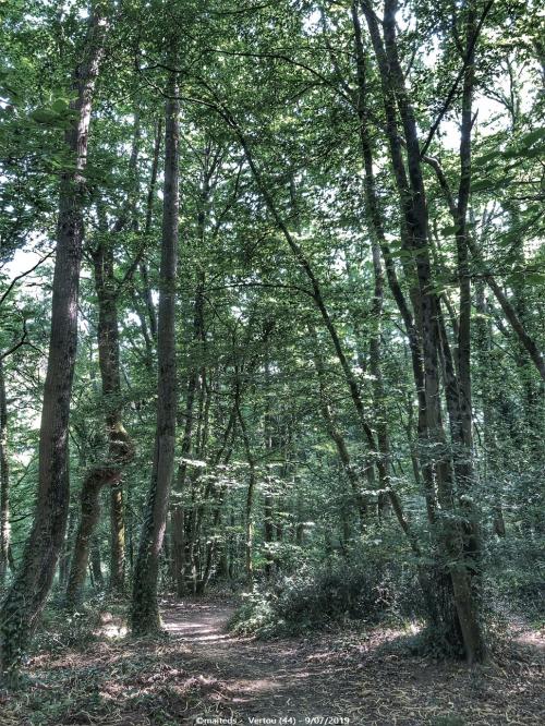 Forêt de Touffou - Vertou (44)
