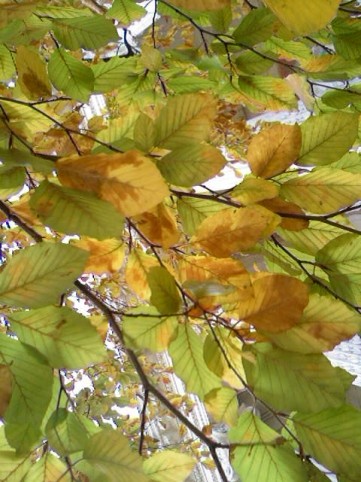 Image15