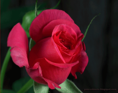 rose speed art fleur Image, GIF animé