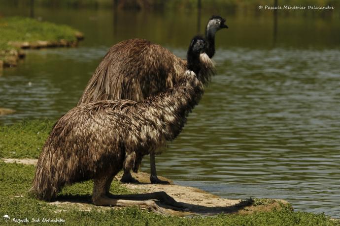 Émeu d'Australie