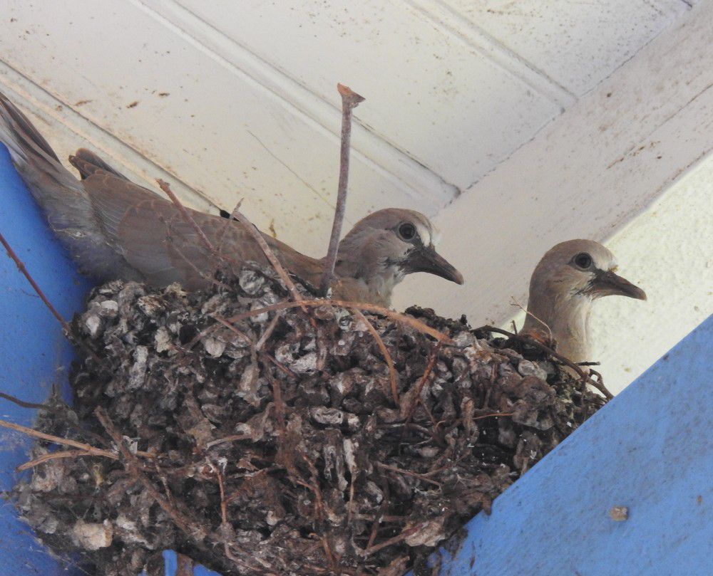Les oiseaux de mon jardin : les tourterelles...