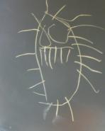 Les insectes