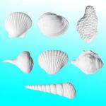Recup coduillage de mer