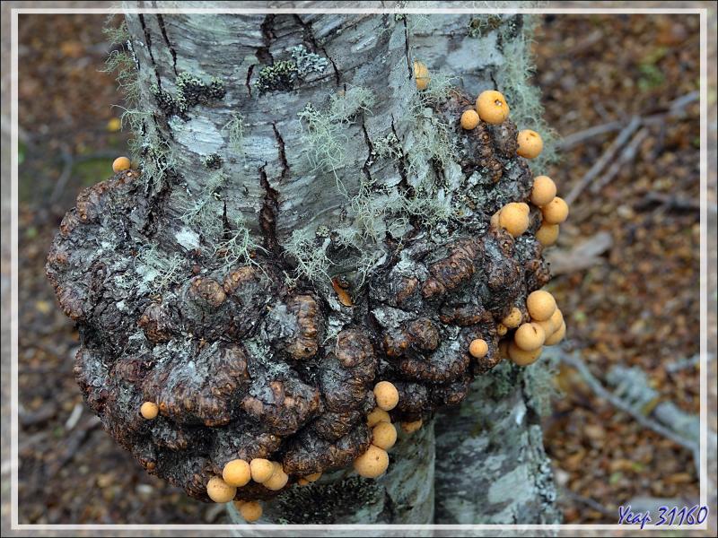 Champignon "Pan del indio"  (Cyttaria darwinii ou Cyttaria hariotii, deux espèces très proches) - Bahia Lapataia - Terre de Feu - Argentine