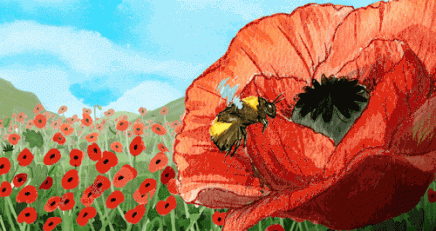 GIFS Coquelicots