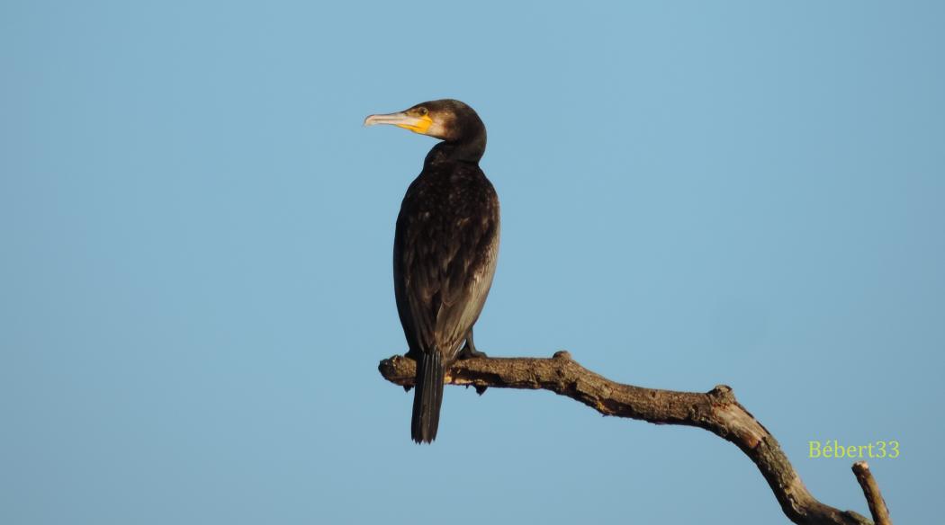 des cormorans au lac