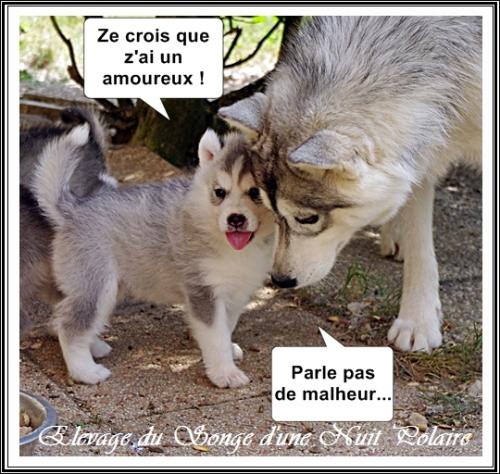 Portée de Lakmé (16 juin 2017)