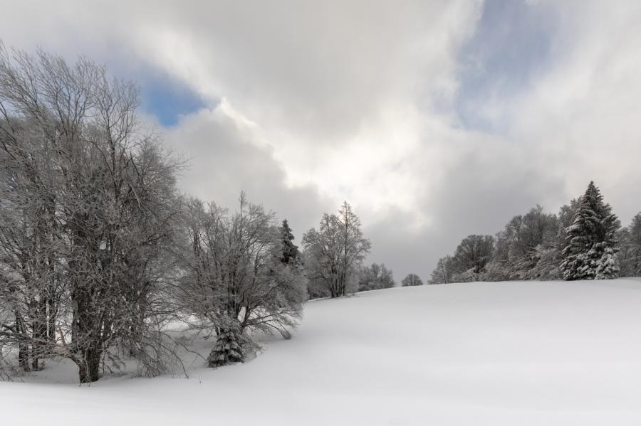 Forêt du Jura
