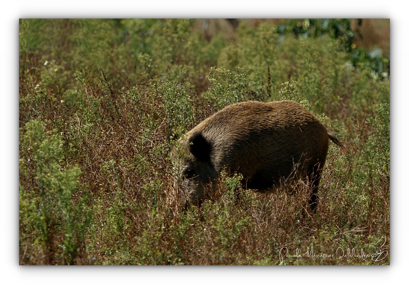 Rencontre avec une Laie (Sus scrofa)