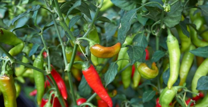 Légumes du mois d'Août