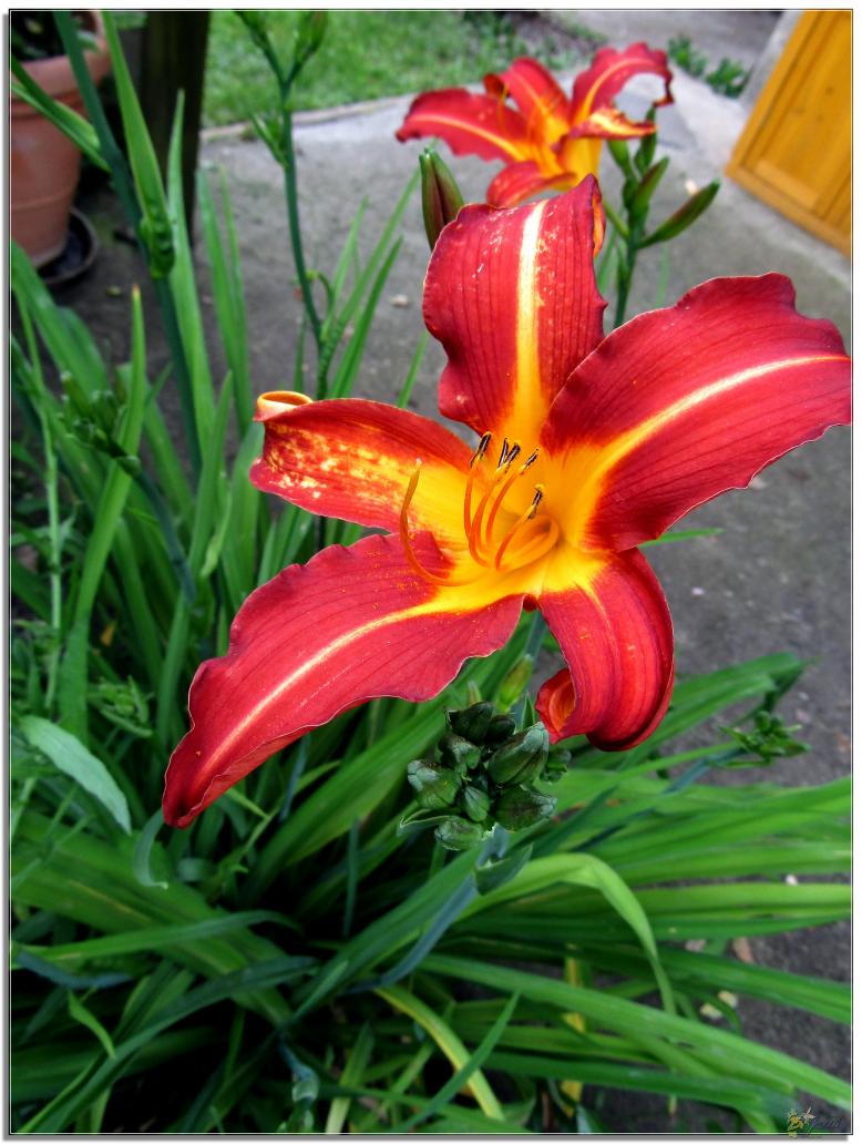 TOUJOURS LE JARDIN 2024