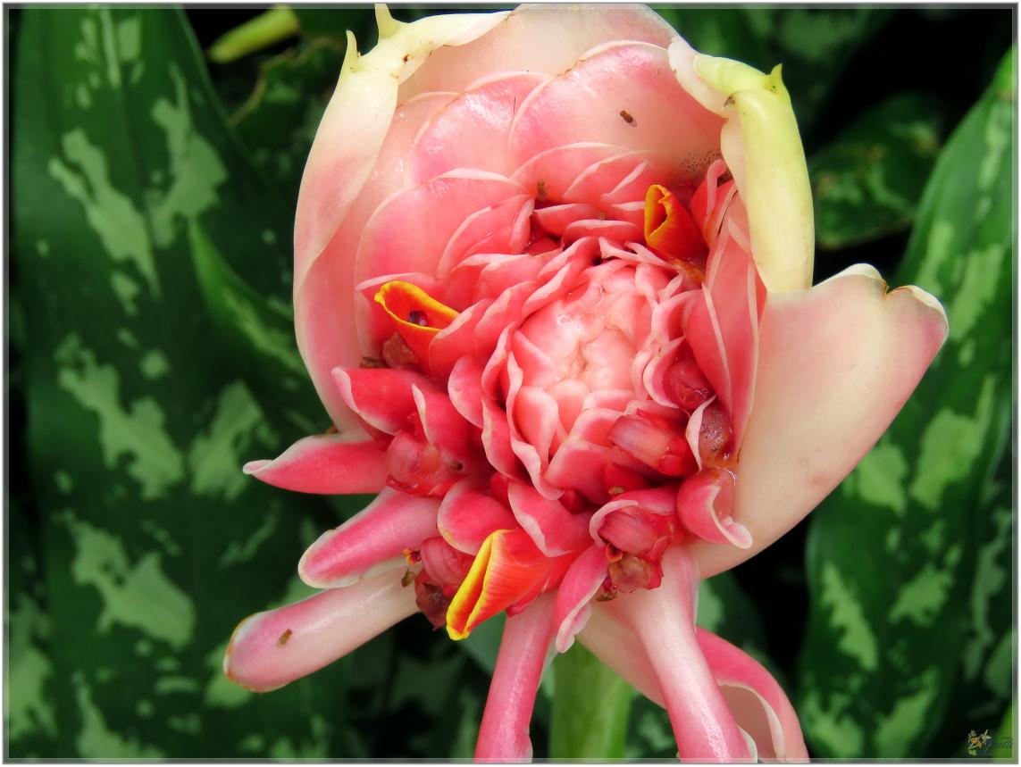 FLEURS VENUS D'AILLEURS   No 2