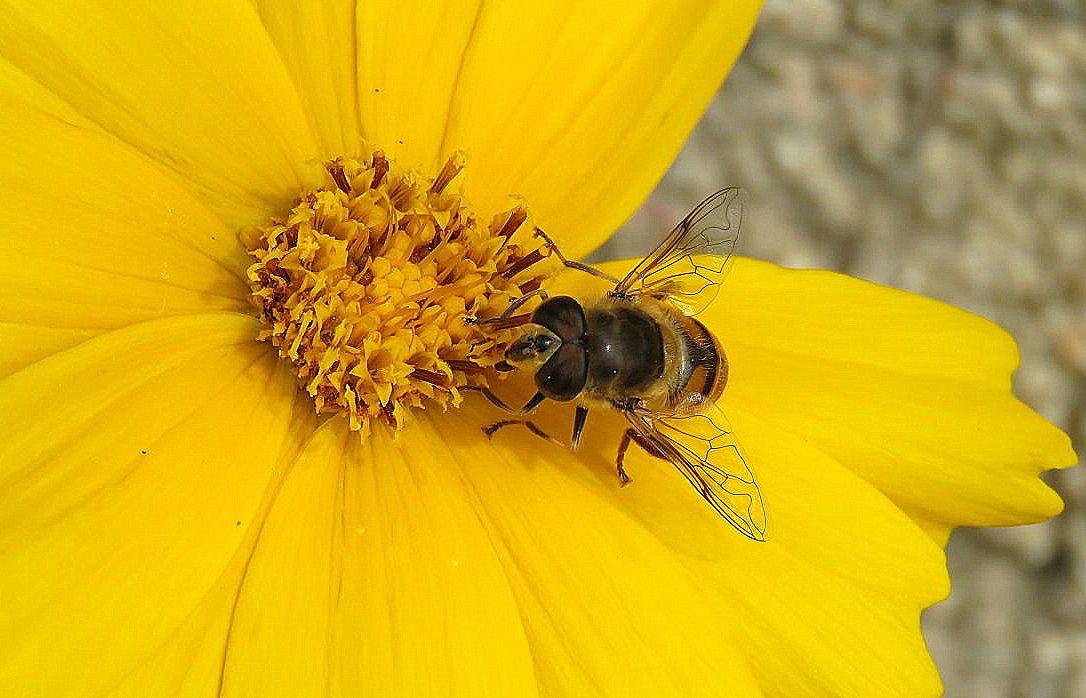 une fleur jaune et ...