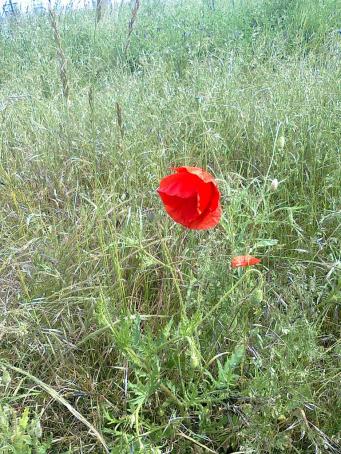 Vendredi senryû, haïku, côté fleurs...