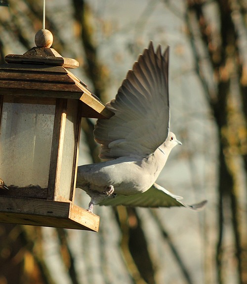 Dix-sept sortes d'oiseaux qui ont fréquenté mon jardin durant l'hiver 2015-2016...