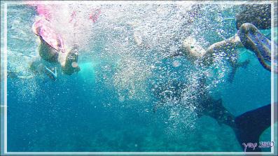 Ma cinquième rencontre avec un Requin-baleine : la seconde période ne fut pas de tout repos ! - Sud de l'atoll d'Ari - Maldives