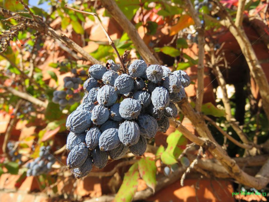 Lisle sur Tarn  (81)