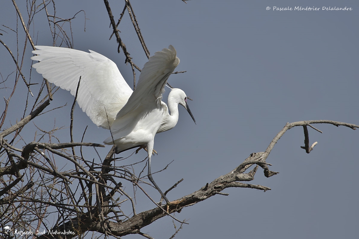 Aigrette garzette