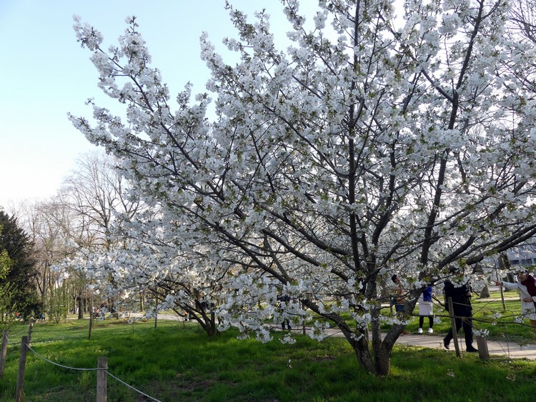 Arbres en fleur