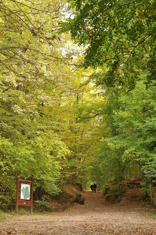 Bois de Saint Cucufa  (Hauts de Seine)