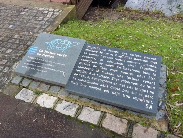 1--34--plaque-tortue-verte-de-Floride.jpg