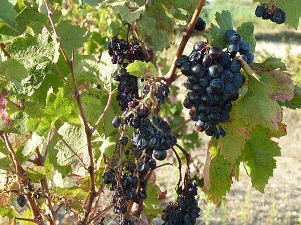 vignes-automne-027.JPG
