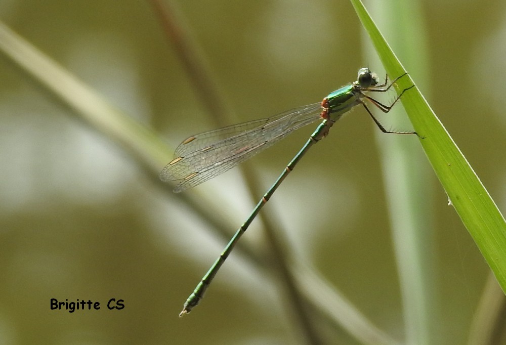 Belle rencontre avec une libellule...