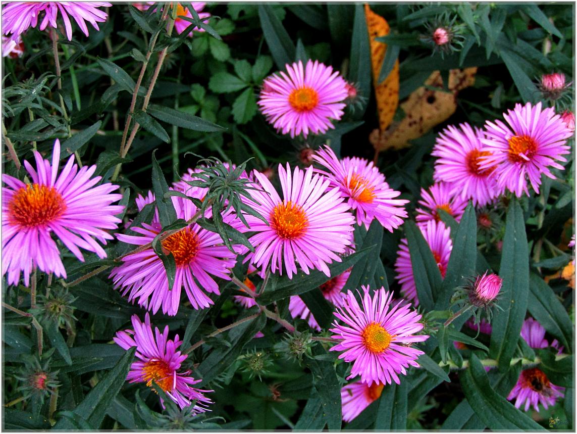 AVANT  LA  NEIGE  QUELQUES  FLEURS 