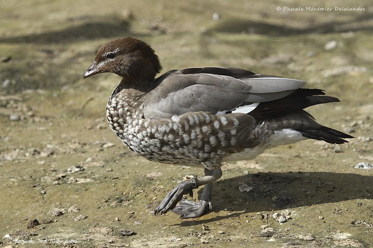 Canard à crinière