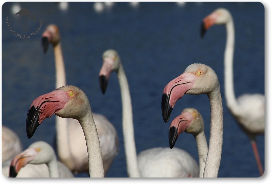 Flamants roses...