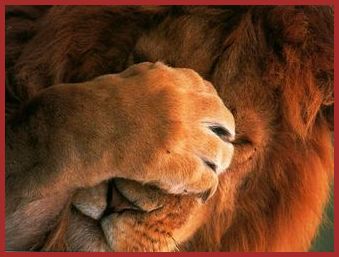 La Ronde Des Animaux.