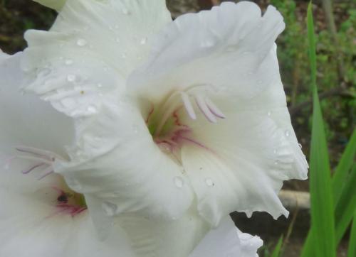 Fleurs de juillet sous la pluie