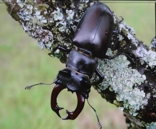 "Les insectes", une conférence passionnante de Jean Ponsignon, à Aignay le Duc