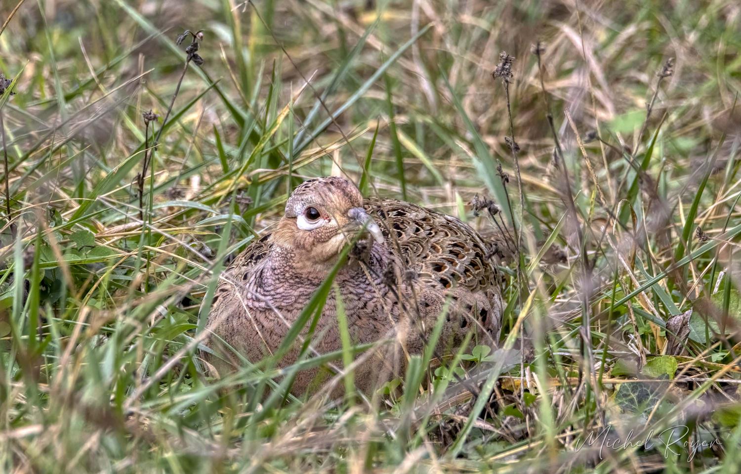 Poule faisane égarée