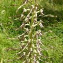 Index illustré orchidées