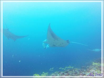 Raies mantas de récif ou Raies mantas d'Alfred, Reef manta rays (Manta alfredi) - Moofushi - Atoll d'Ari - Maldives