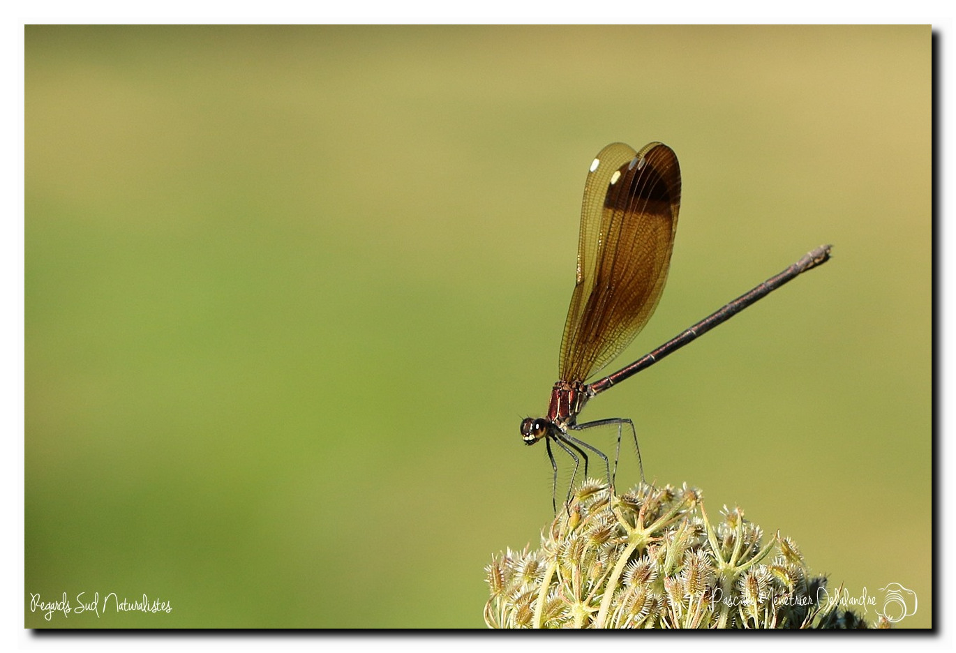 Caloptéryx hémorroïdal ♀ - Calopteryx haemorrhoidalis